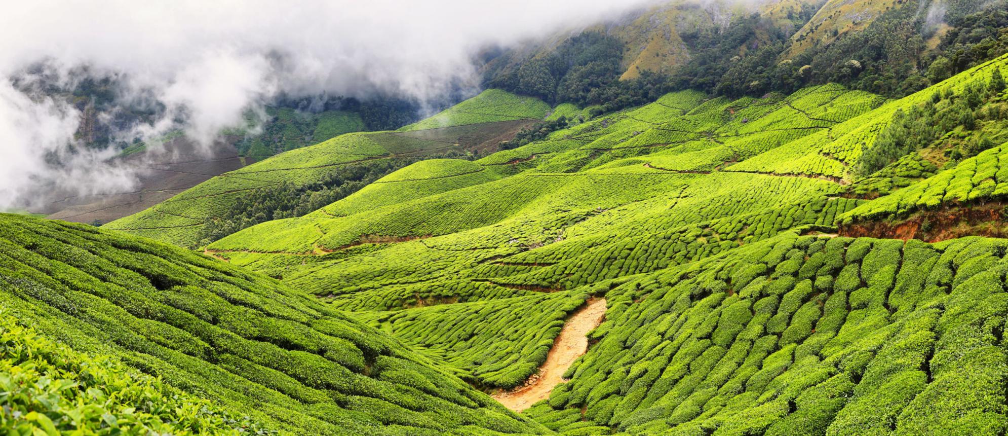 Kerala honeymoon tour package featuring beautiful Munnar tea gardens and green hills