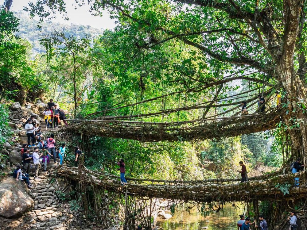 Double Decker Living Root Bridge