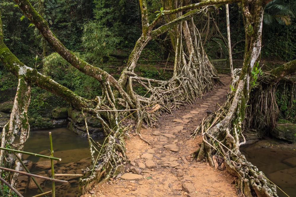 Mawlynnong village and living root bridge in Meghalaya