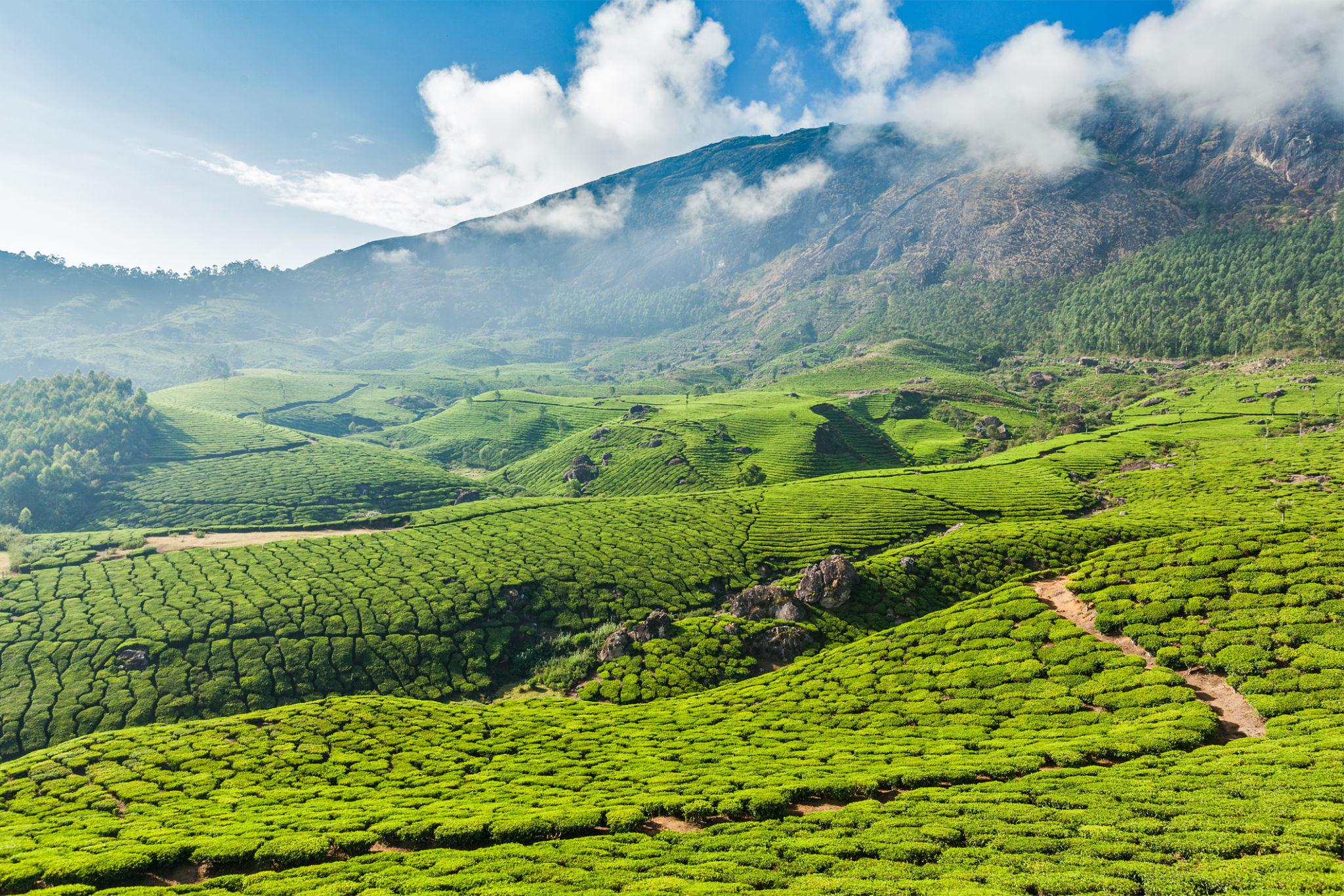 Tea Gardens