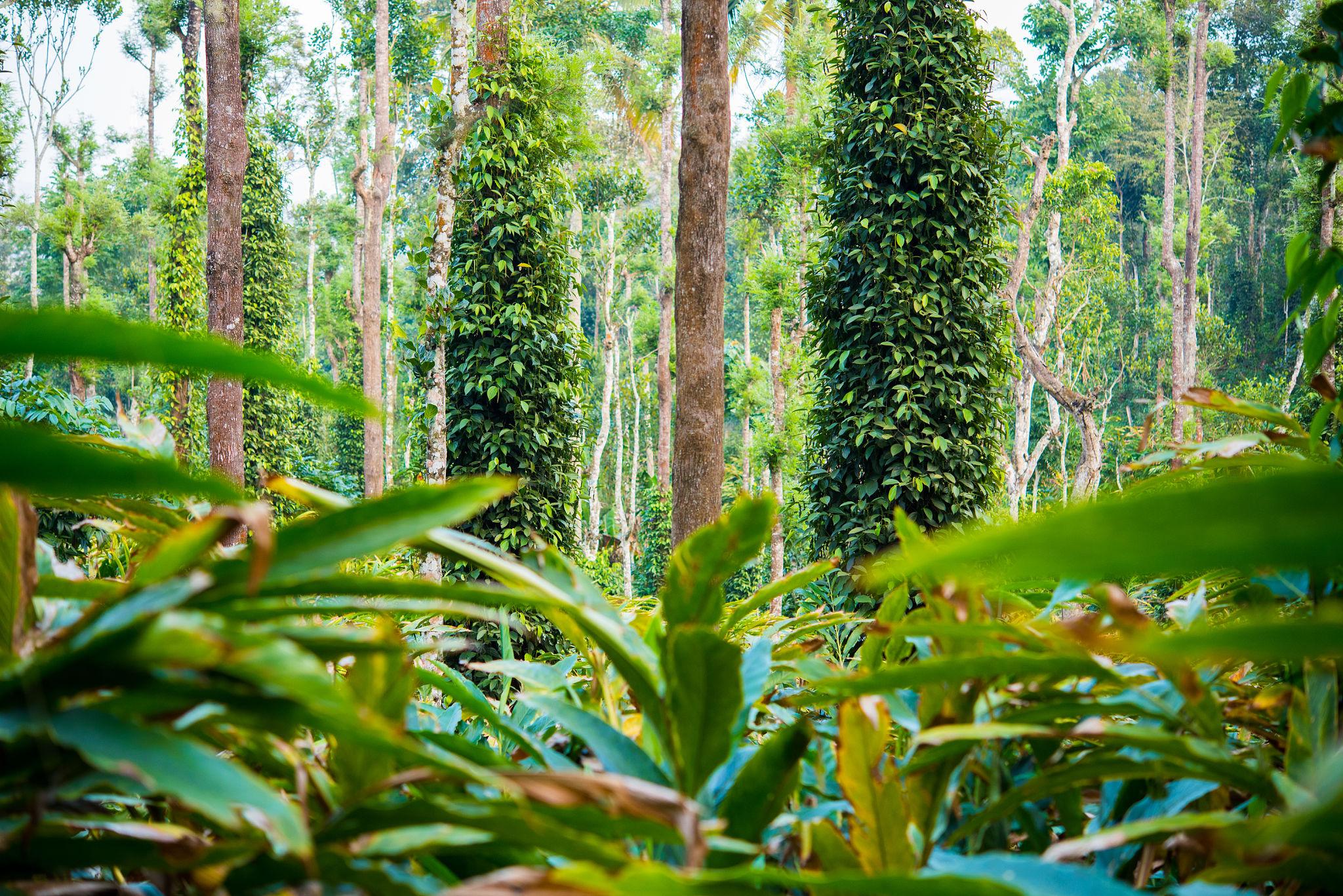 spice plantation