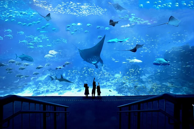 Tour Packages of Sentosa | Sentosa Packages